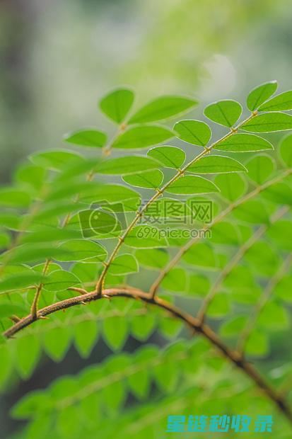 叶片光亮植物的养护秘籍：从选种到日常护理 (叶片光亮植物图片)